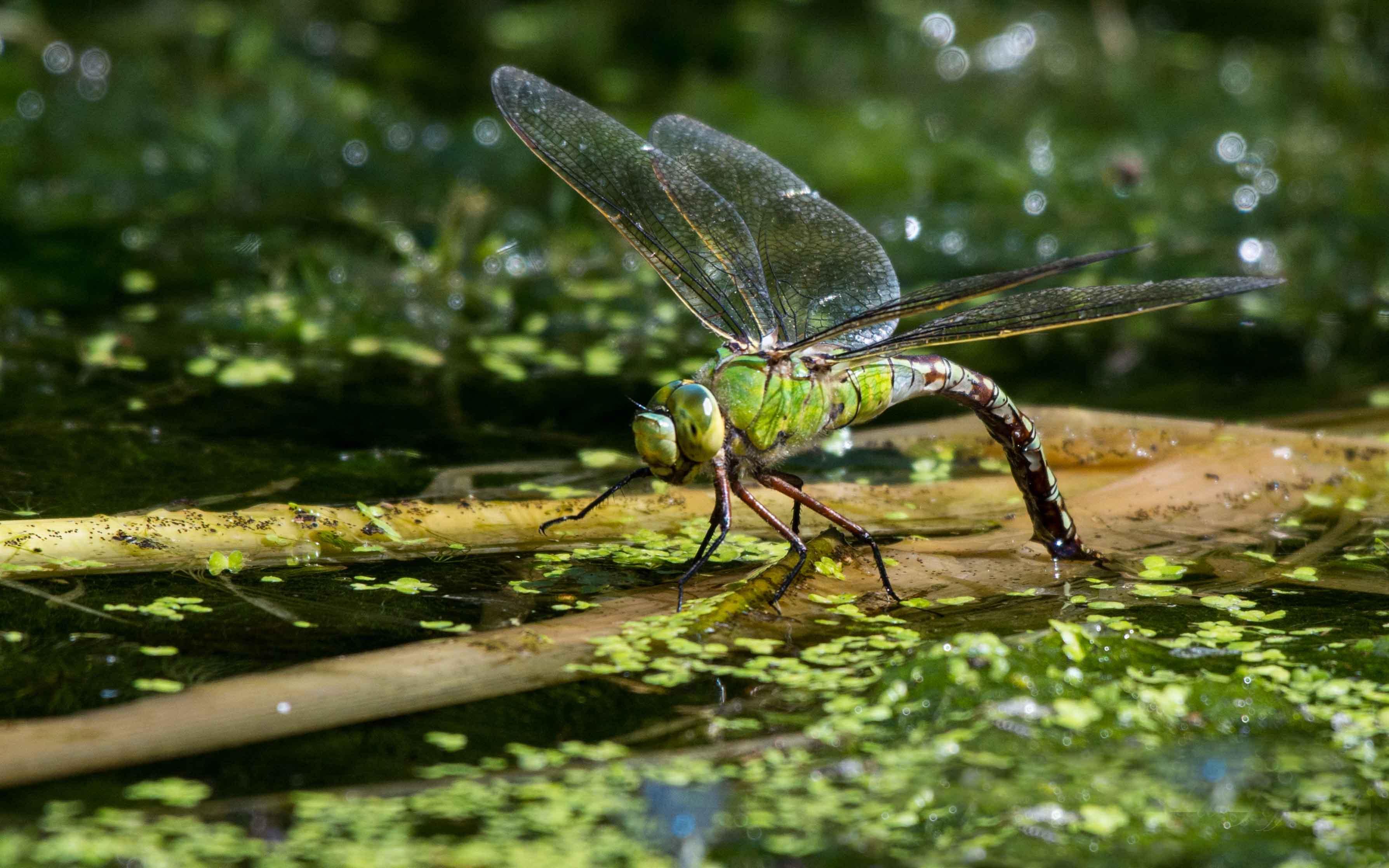Dragonfly resting near the water